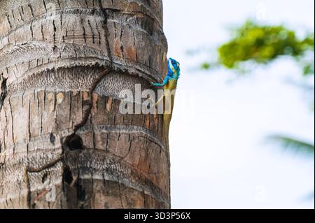 Bunte vietnamesische Blauhauchse oder Calotes bachae auf einer Palme in freier Wildbahn in Vietnam in Asien Nahaufnahme Stockfoto