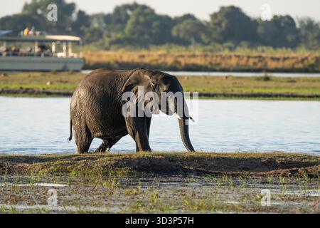 Elefantenbulle (Loxodonta Africana), die am Rand des Chobe River entlang laufen. Hintergrund Touristenboot auf dem Fluss. Chobe Nationalpark, Botswana, Afrika Stockfoto