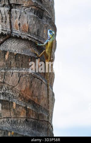 Vietnamesische Blauhauchse oder Calotes bachae an Palmen in freier Wildbahn in Vietnam in Asien Nahaufnahme Stockfoto