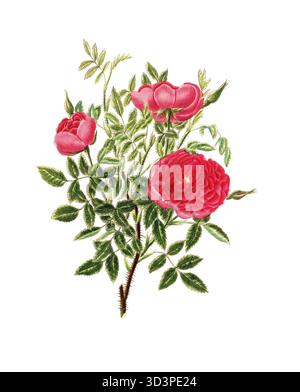 Kulturpflanze, Edelrose, Blüte, Rose Rosa centifolia, Burgunderrose, Abbildung, Reproduktion von einer Vorlage aus dem 19. Jahrhundert. Authentisch Stockfoto