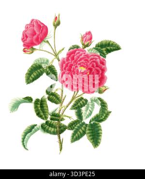 Kulturpflanze, Edelrose, Blüte, Rose Rosa Centifolia, Bischof Rose, Abbildung, Reproduktion von einer Vorlage aus dem 19. Jahrhundert. Authentisch, Stockfoto