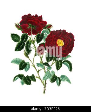 Kulturpflanze, Edelrose, Blüte, Rose Rosa centifolia, Pluto Rose, Abbildung, Reproduktion von einer Vorlage aus dem 19. Jahrhundert. Authentisch, D Stockfoto