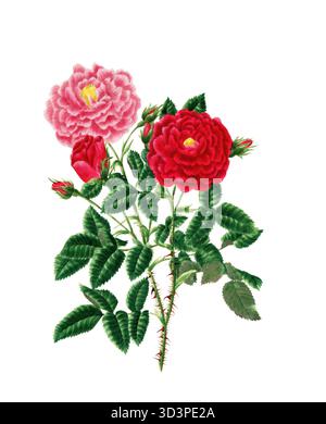 Kulturpflanze, Edelrose, Blüte, Rose Rosa centifolia, Stepney Rose, Abbildung, Reproduktion von einer Vorlage aus dem 19. Jahrhundert. Authentisch, Stockfoto