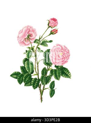 Kulturpflanze, Edelrose, Blüte, Rose Rosa centifolia, petit Hundertblättrige Rose, Illustration, Reproduktion von einer Vorlage aus dem 19. Jahrhundert. Stockfoto
