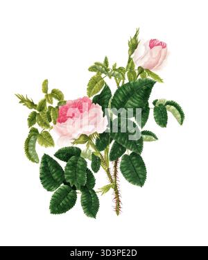 Kulturpflanze, Edelrose, Blüte, Rose Rosa centifolia, Rouge Royal Rose, Abbildung, Reproduktion von einer Vorlage aus dem 19. Jahrhundert. Authenti Stockfoto