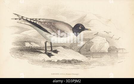 Sabines Möwe, Xema sabini, Larus sabini, Sommergefieder. Handkolorierter Stahlstich von William Lizars nach einer Illustration von James Stewart aus Sir William Jardine's Ornithology, British Birds, Natatores, Vol. XXVII der Naturforscher-Bibliothek, W.H. Lizars, Edinburgh, 1843. Stockfoto