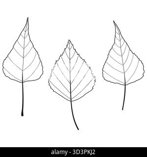 Populus deltoides Pappel Birkenbaum Blätter Stock Vektor