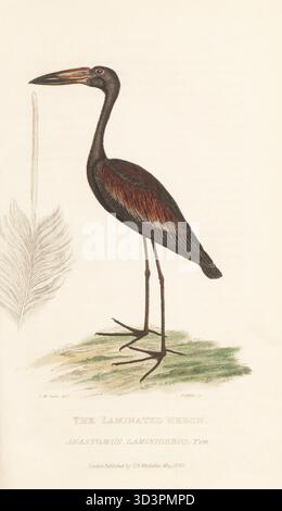 Afrikanischer Öffner, Anastomus lamelligerus. Heimisch in Afrika südlich der Sahara und Madagaskar. Gezeichnet von Charles Morgan Curtis aus einem Exemplar im British Museum mit Details der Halsfeder. Laminierter Reiher, Anastomus laminigerus, Tem. Handkolorierter Kupferstich von Griffith, Harriet oder Edward, aus Edward Griffith's The Animal Kingdom von The Baron Cuvier, London, Whittaker, 1830. Stockfoto