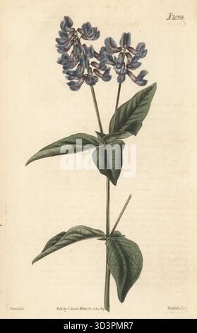 Zweiblättrige Wicke, Vicia unijuga. Gebürtig in Sibirien, aufgewachsen von Philip Miller 1758. Aufrechte Bittervetch, Orobus lathryoides. Handkolorierter Kupferstich von Weddell nach einer botanischen Illustration von John Curtis aus Curtis's Botanical Magazine, herausgegeben von John Sims, London, 1819. Stockfoto