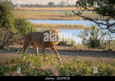 Löwe, männlich, Panthera leo, läuft, während er brüllt. Seitenansicht des atemberaubenden Löwen in voller Länge. Chobe Nationalpark, Botswana, Afrika Stockfoto