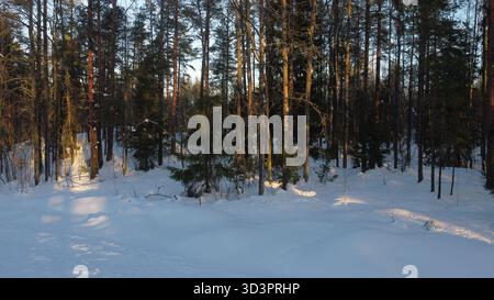 Winterwald mit Sonnenlicht und schneebedeckten Bäumen Stockfoto