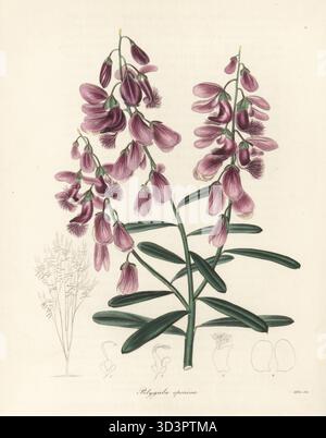 Schafmilchkraut, Polygala speciosa. Heimisch am Kap der Guten Hoffnung, Südafrika, importiert aus Samen von Sir John Jackson. Handkolorierter Kupferstich nach einer botanischen Illustration von Miss R. Mills von Benjamin Maund und Reverend John Stevens Henslows The Botaniker, London, 1836. Stockfoto