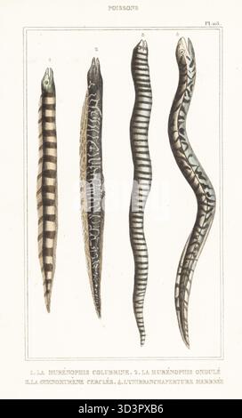 Bänderschlangenaal, Myrichthys colubrinus 1, wellige Muräne, Gymnothorax undulatus 2, Zebramuräne, Gymnomuraena Zebra 3 und Marmorierter Sumpfaal, Synbranchus marmoratus 4. Le murenophis colubrin, le murenophis ondule, le gymnomurene Cerclee, l'unibranchaperture Marmor. Handkolorierter Stippelstich von Frédéric Cazenave und anderen von Le Comte de la Cépède Oeuvres du comte de Lacépède, comprenant l'histoire naturelle des Poissons, Paris, um 1850. Die nicht akkreditierten Illustrationen wurden aus Originalen von Jacques de Seve, Marcus Bloch, Robert Benard, Jean-Gabriel Pretre usw. kopiert Stockfoto