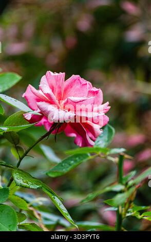 Eine Nahaufnahme einer leuchtenden rosafarbenen Rose mit zarten Tautropfen, umgeben von üppig grünen Blättern. Diese ruhige Gartenszene fängt das Wesen von na ein Stockfoto