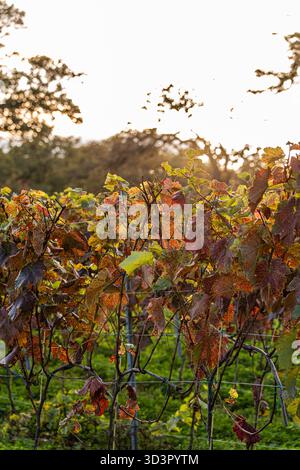 Eine malerische Szene eines herbstlichen Weinbergs in Kakheti, Georgia, mit lebendigen, sonnendurchfluteten Blättern, die eine warme und einladende Atmosphäre im berühmten W schaffen Stockfoto