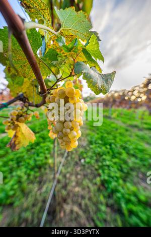 Eine Nahaufnahme reifer Trauben, die an einer Rebe in einem herbstlichen Weingut hängen. Die üppigen grünen Blätter und der klare blaue Himmel unterstreichen die Schönheit des georgischen Stockfoto