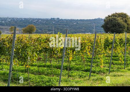 Ein weitläufiger herbstlicher Weinberg in Kakheti, Georgia, bietet lebhafte grüne und goldene Weinreben unter klarem Himmel mit malerischen Hügeln im Hintergrund. Stockfoto