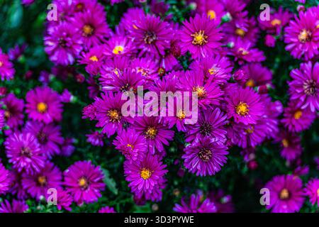 Eine atemberaubende Ansammlung violetter Chrysanthemen in voller Blüte, die einer herbstlichen japanischen Gartenumgebung lebendige Farben und Schönheit verleihen. Die lebendige Natur Stockfoto