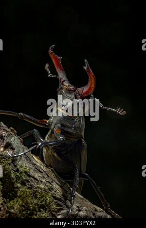 Eine fesselnde Nahaufnahme eines lucanus cervus auf einem Baum, aufgenommen an einem sonnigen Sommertag in Asturien, Spanien. Dieser majestätische Käfer zeigt seine Stockfoto