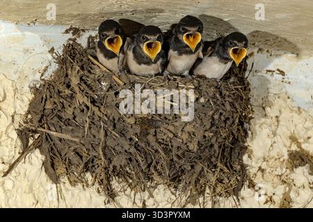 Eine Gruppe junger Scheunenschwalben, hirundo rustica, wartet an einem warmen Sommertag in Asturien, Spanien, auf die Fütterung in ihrem Nest. In ihrem na festgehalten Stockfoto