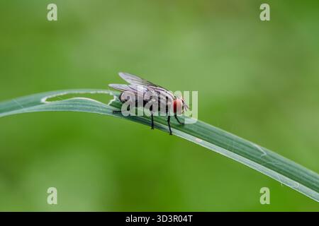 Nahaufnahme der Fliege, die auf dem Gras der Klinge steht Stockfoto