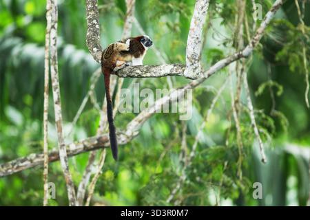 Der Tamarin-Affe, ein kleiner Primaten, thront auf einem Ast, umgeben von üppigem Grün im tropischen Regenwald von Panama, was i hervorhebt Stockfoto