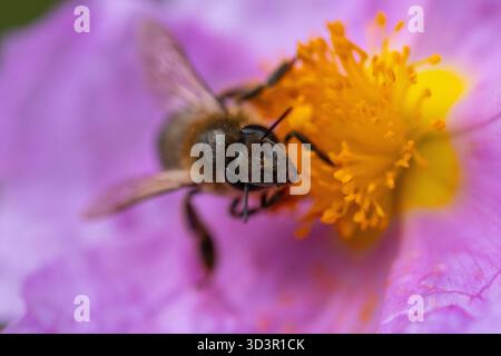 Nahaufnahme einer Biene, die eine lebendige Blume fleißig bestäubt, und zeigt die komplizierten Details und Farben der iberischen Fauna in einer atemberaubenden nat Stockfoto