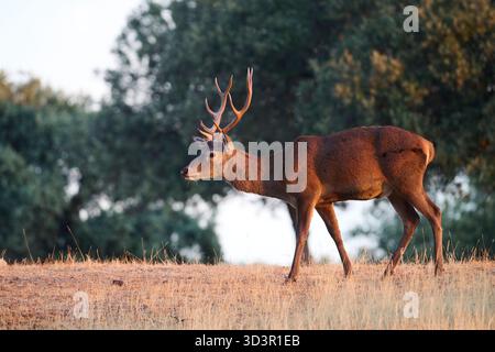Ein majestätischer männlicher Rothirsch steht stolz auf einer Herbstwaldlichtung, umgeben von hohem Gras und Bäumen. Die Sonne strahlt ein warmes Licht auf ihre impres Stockfoto