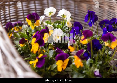 Ein rustikaler Korb voller lebendiger Stiefmütterchen in violetten, gelben und weißen Tönen. Dieses charmante Arrangement verleiht einen Hauch von Farbe und Elega Stockfoto
