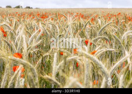Ein pulsierendes Ackerfeld mit roten Mohnblumen, verstreut zwischen hohem goldenem Weizen. Die Mischung aus leuchtend roten Blüten gegen den hellen Weizen erzeugt einen Stockfoto