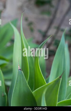 Bei einer Makroaufnahme werden die leuchtend grünen Blätter der Agave attenuata gestochen scharf aufgenommen und die glatten, spitzen Spitzen vor einem natürlichen Weichfokus hervorgehoben Stockfoto