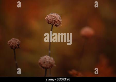 Nach oben, verlieren Sie den Pilz im Herbst Stockfoto