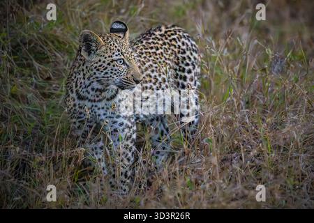Baby Leopard spaziert durch Gras im Kruger-Nationalpark, Südafrika Stockfoto