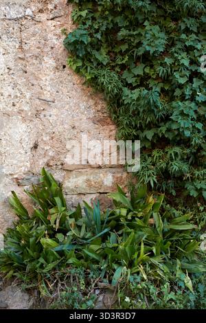 Eine rustikale Steinmauer mit üppigem grünem Efeu und Pflanzen schafft einen eindrucksvollen Kontrast zwischen Natur und Architektur und verkörpert den Charme eines ländlichen Raums Stockfoto