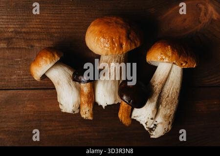 Eine Sammlung von frischen, wilden Stachelpilzen, auch bekannt als Boletus, auf einer rustikalen Holzoberfläche mit ihren satten braunen Kappen und Creme Stockfoto