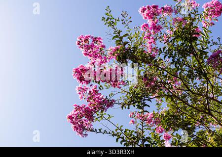 Die leuchtend rosafarbenen Lagerstroemia indica-Blüten blühen vor einem klaren blauen Himmel und zeigen ihre leuchtenden Farben und zarten Blütenblätter. Dieser Werbespot mit Zierpflanzen Stockfoto
