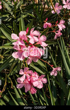 Leuchtend rosa nerium Oleander Blüten blühen inmitten üppig grüner Blätter und fangen die natürliche Schönheit und Eleganz der Pflanze in einem sonnigen Garten ein. Stockfoto