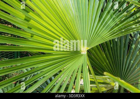 Nahaufnahme der Arecaceae Palmblätter mit ihren leuchtenden Grüntönen und komplizierten Mustern. Sonnenlicht filtert durch die Blätter und schafft ein natürliches Stockfoto