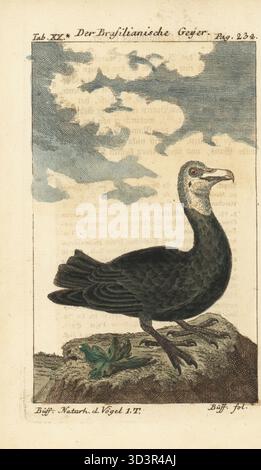Truthahngeier, Cathartes Aura. Der Brasilianische Geyer, Urubu, Ouroua, Zopilotl, Carancro de la Louisiane, Vultur Aura. Handkolorierter Kupferstich nach einer Illustration von Francois-Nicolas Martinet aus Friedrich Heinrich Wilhelm Martinis Ausgabe von Comte de Buffons Naturgeschichte der Vogel, Naturgeschichte der Vögel, Ben Joachim Pauli, Berlin, 1772. Stockfoto