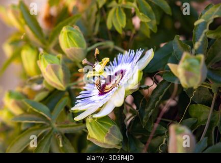 Passionsblume und Biene: Nektar-Kollektion im warmen Sonnenlicht Stockfoto
