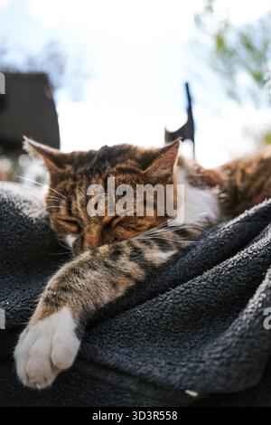 Eine Tabbykatze schläft friedlich auf einer dunklen Decke im Freien und sonnt sich in der Sonne. Die beschauliche Katze liegt auf ihrer Pfote, umgeben von einer verschwommenen nat Stockfoto