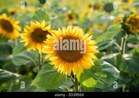 Ein lebhaftes Sonnenblumenfeld in voller Blüte, ihre leuchtend gelben Blütenblätter, die sich im warmen Sonnenlicht sonnen, schaffen eine malerische und aufbauende Szene. Stockfoto