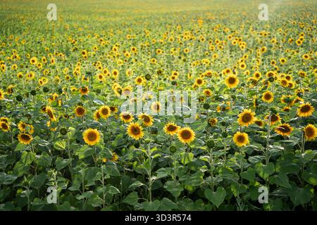 Ein riesiges Feld von leuchtenden Sonnenblumen in voller Blüte erstreckt sich über den Horizont und sonnt sich im warmen Sonnenlicht. Die Szene fängt das Wesen des Sommers ein Stockfoto