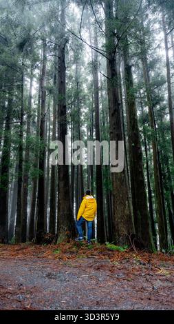 Ein Mann in einer gelben Jacke steht inmitten der hohen, nebeligen Kiefern der Serra de Santa Barbara auf der Insel Terceira, Azoren, Portugal, und schafft eine ruhige und ruhige Atmosphäre Stockfoto