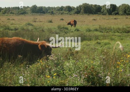 Die Hochlandrinder weiden friedlich in einem malerischen Feld, umgeben von Wildblumen in Nordfrankreich, und fangen das Wesen des ruhigen ländlichen Lebens ein Stockfoto