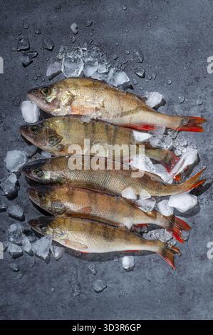 Frisch gefangener lettischer Fisch, der Europäische Barsch, auf Eis. Dieser Flussfisch ist wegen seines Geschmacks beliebt und findet sich häufig in europäischen Wasserstraßen. Stockfoto