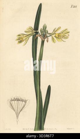 Wilcannia-Lilie oder gelbes Calostemma, Calostemma luteum. Geboren in Australien, gefunden von Barron Field, einem Richter in der neuen Kolonie in New South Wales, und aufgewachsen aus Zwiebeln von William Anderson aus dem botanischen Garten des Apothecary in Chelsea. Handkolorierter Kupferstich von Weddell nach einer botanischen Illustration von John Curtis aus Curtis's Botanical Magazine, herausgegeben von John Sims, London, 1819. Stockfoto
