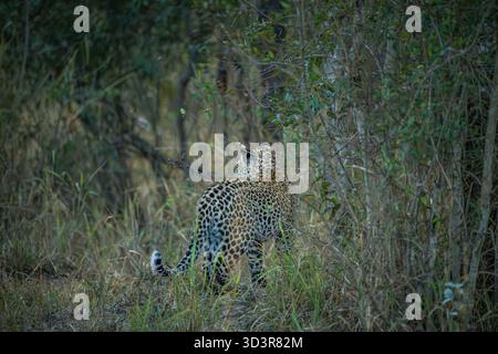 Baby Leopard spaziert durch Gras im Kruger-Nationalpark, Südafrika Stockfoto