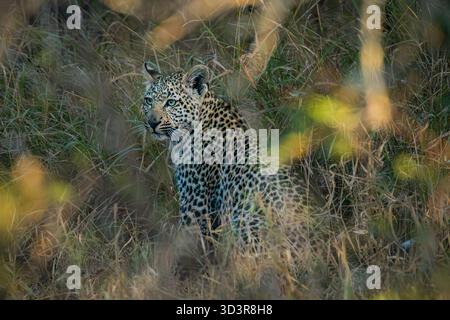 Baby Leopard spaziert durch Gras im Kruger-Nationalpark, Südafrika Stockfoto