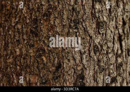 Nahaufnahme Baumrinde detaillierte Textur natürliches Muster waldbraune graue Farben. Raue organische Oberfläche. Ressource für fotografische Hintergrundgrafiken Stockfoto